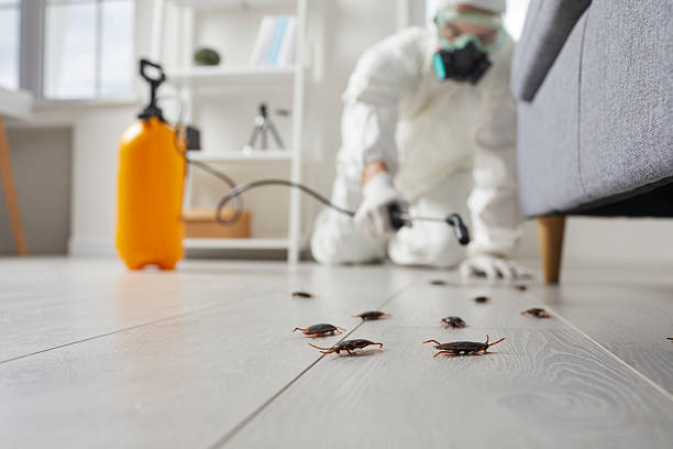 Post-Treatment Bed Bug Interceptor Monitoring in Apache Junction